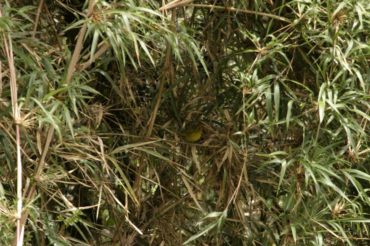 Parodi's Hemispingus - ML625953982