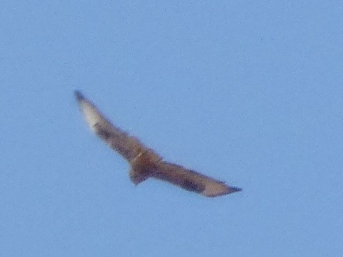 Common Buzzard (Canary Is.) - ML625954141