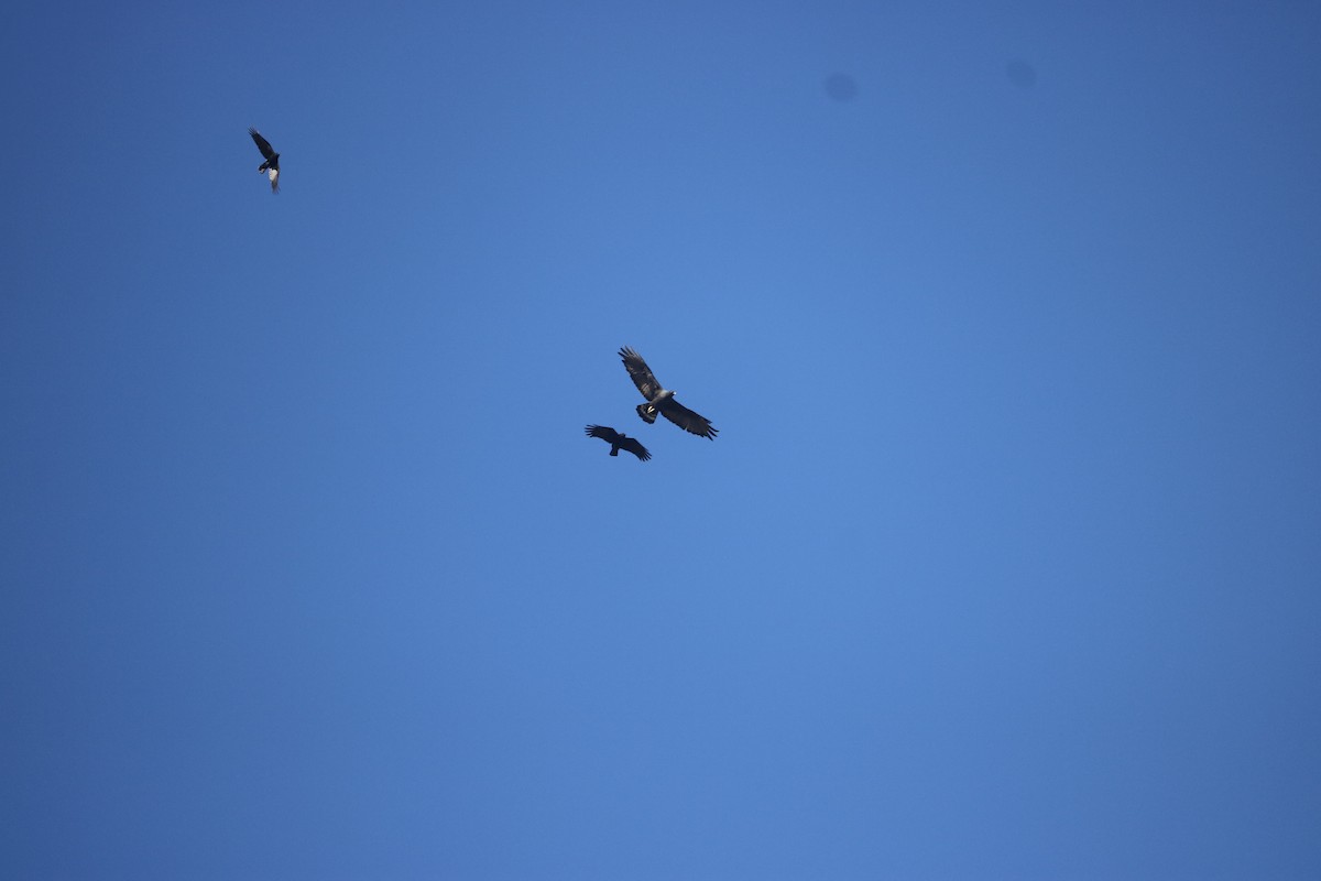 Zone-tailed Hawk - ML625954160