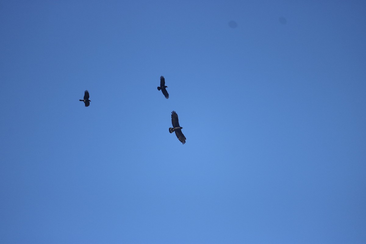 Zone-tailed Hawk - ML625954161