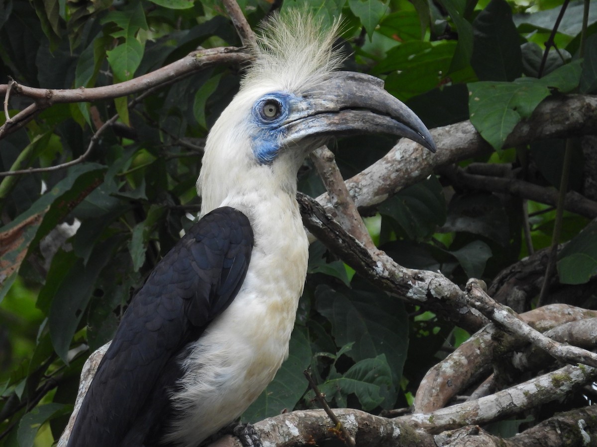 Cálao Cabeciblanco - ML625954226