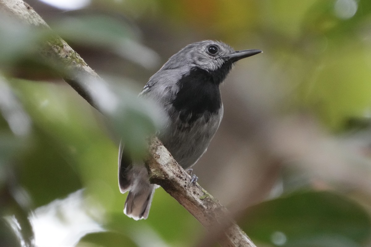 Band-tailed Antwren - ML625954400