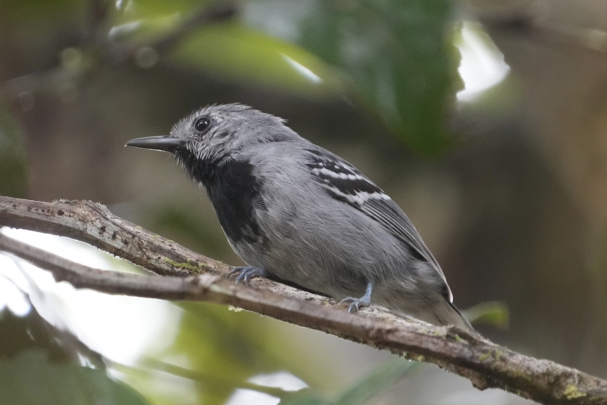 Band-tailed Antwren - ML625954401