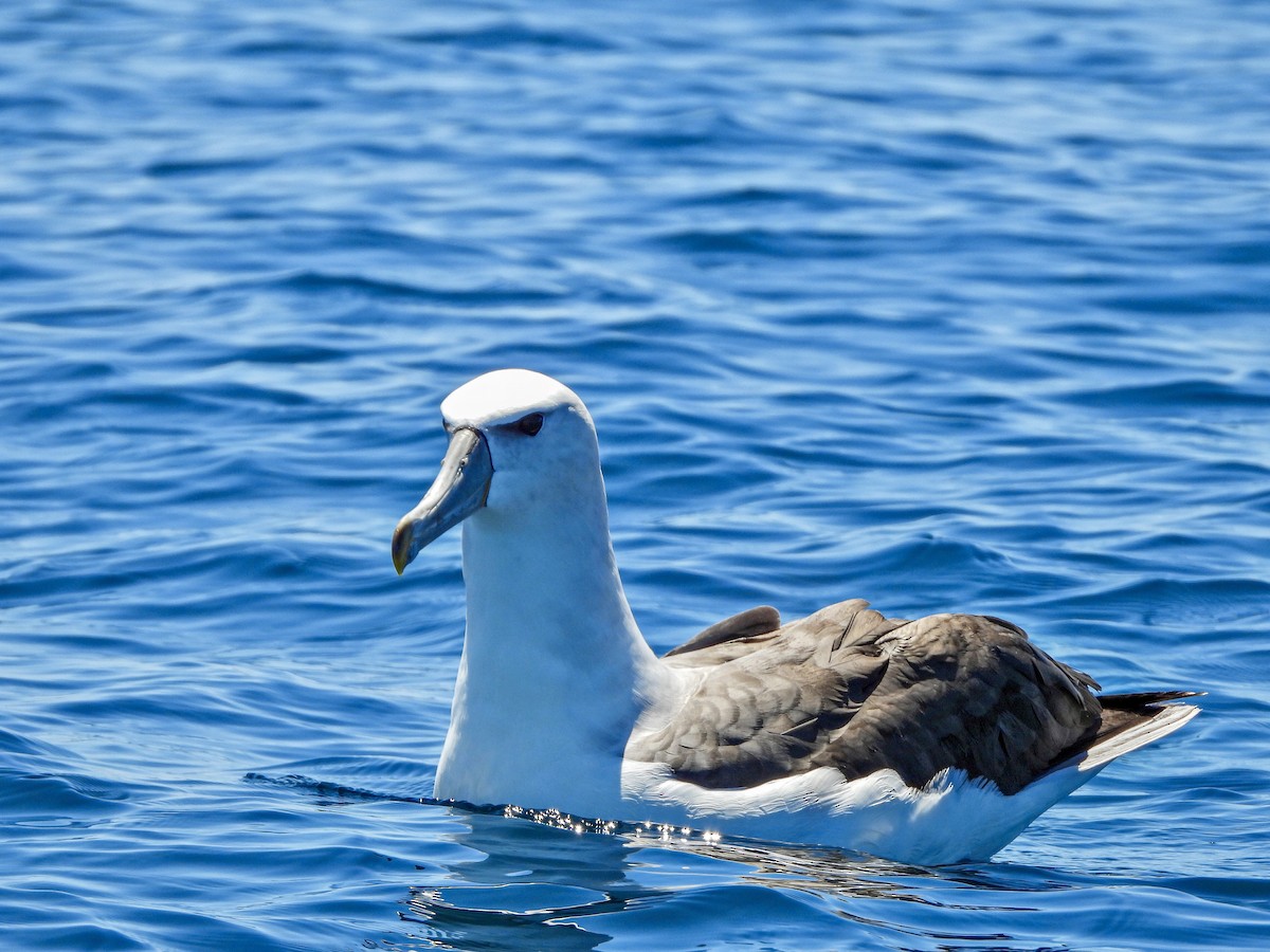 Albatros Cauto - ML625954560