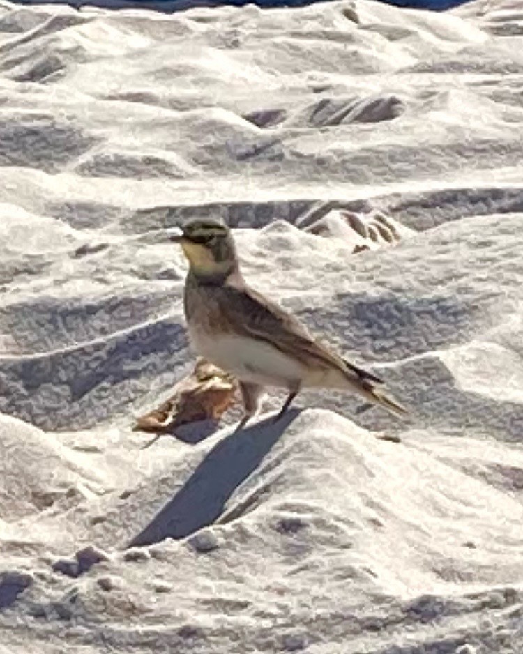 Horned Lark - ML625954661