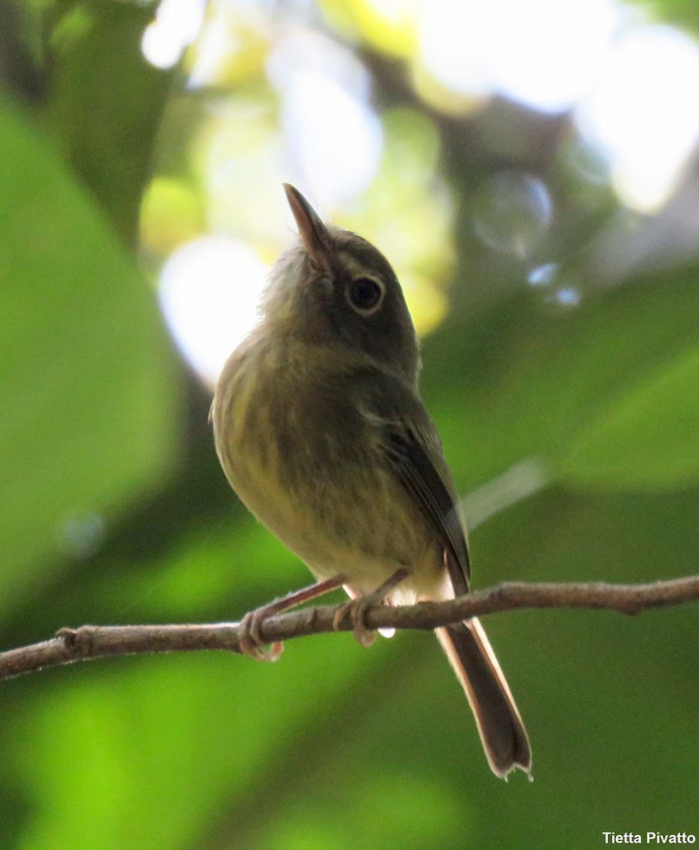 Eye-ringed Tody-Tyrant - ML625954668