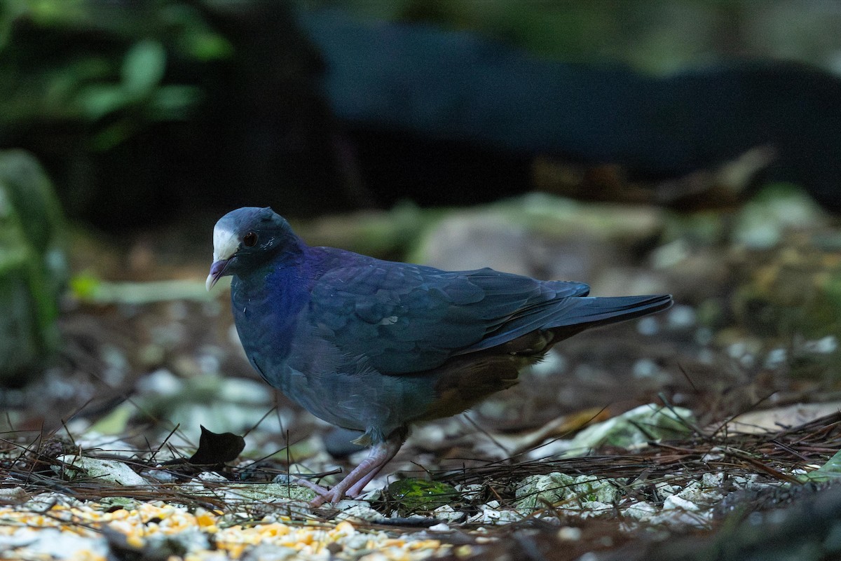 White-fronted Quail-Dove - ML625954765