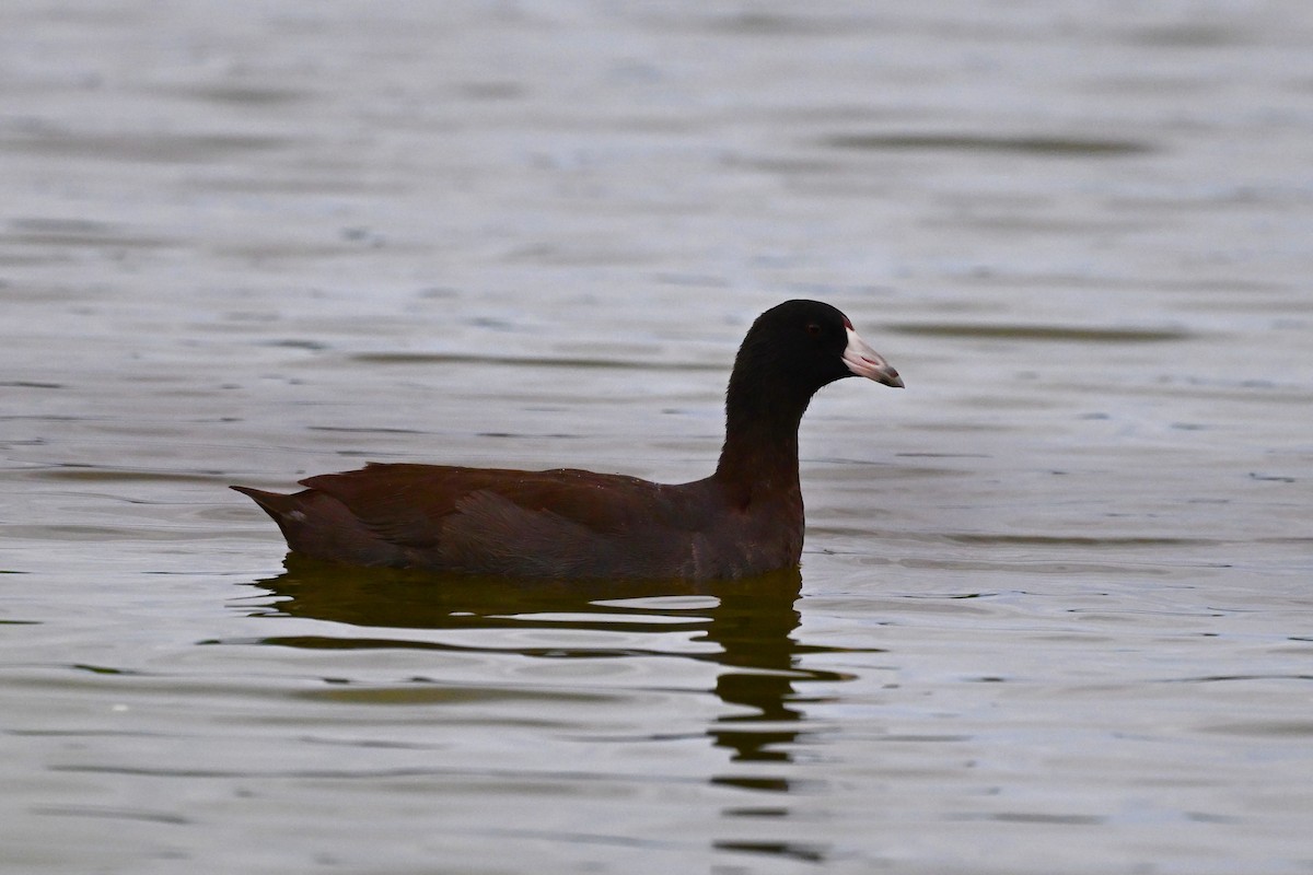 American Coot - ML625955106