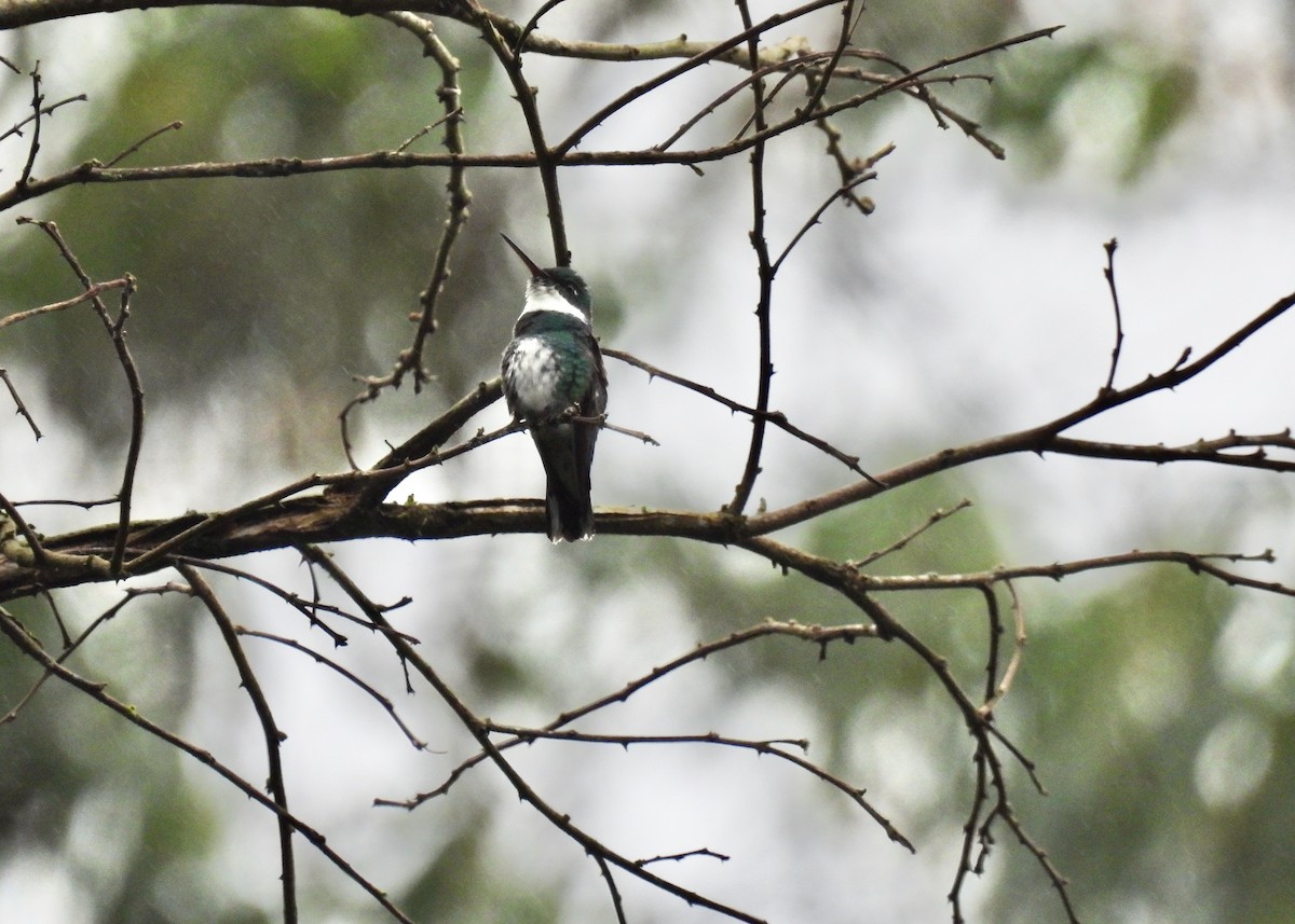 White-throated Hummingbird - ML625955130