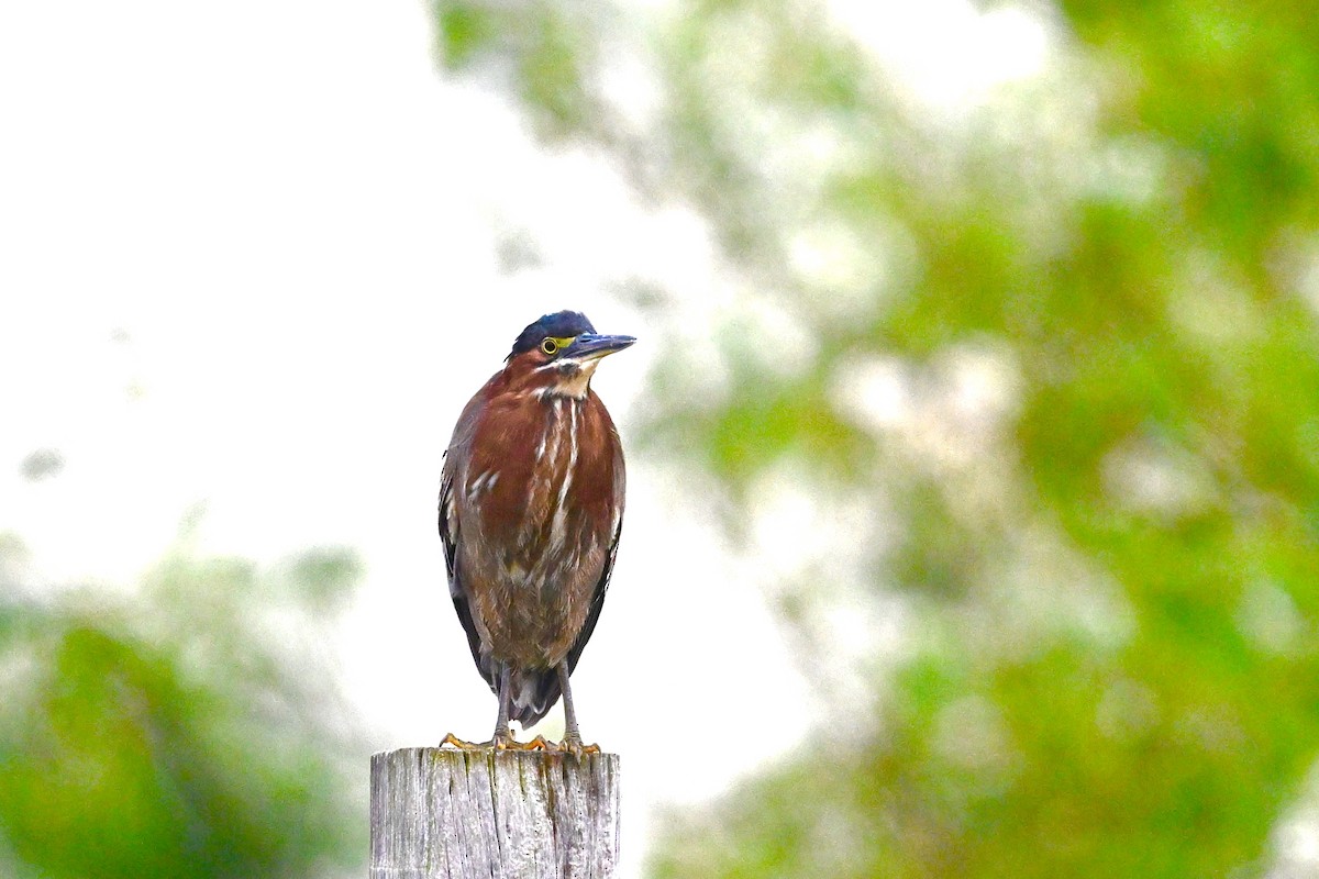 Green Heron - ML625955167