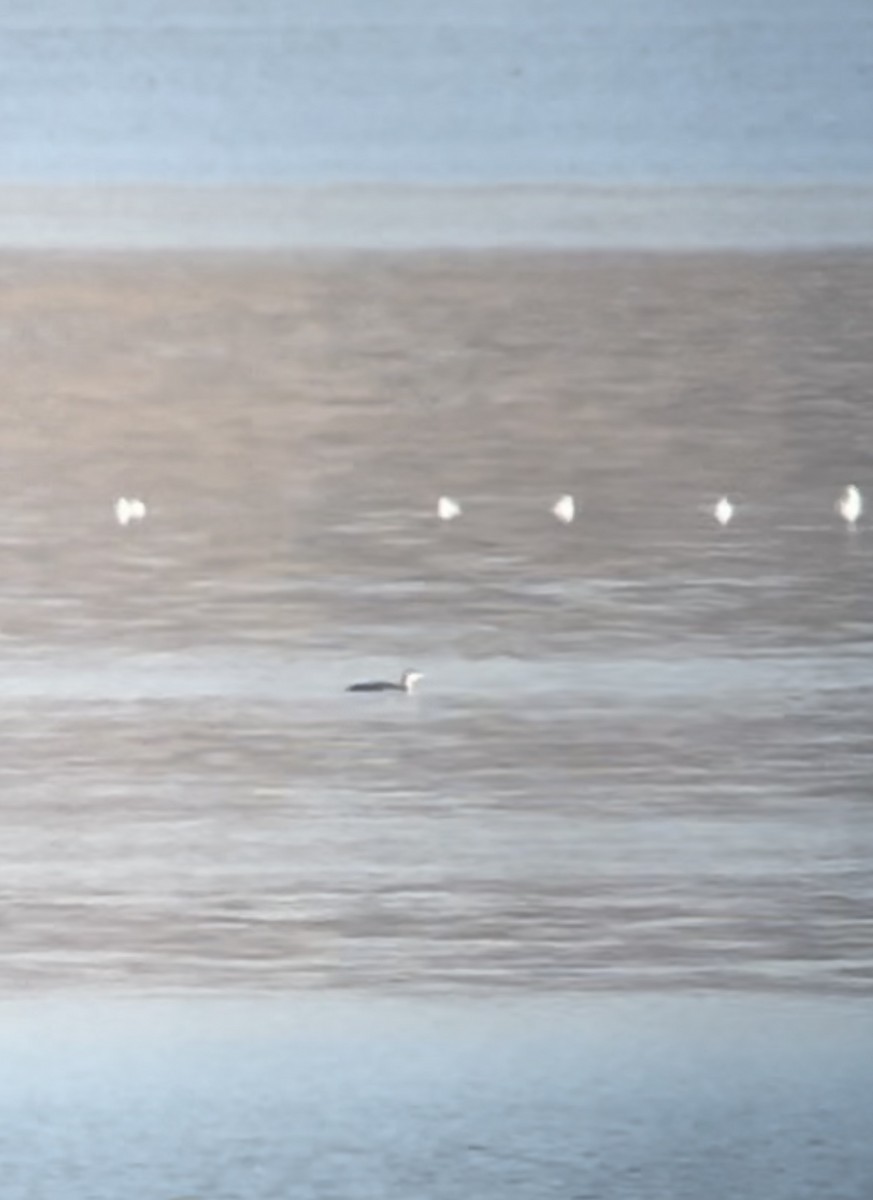 Pacific Loon - ML625955193