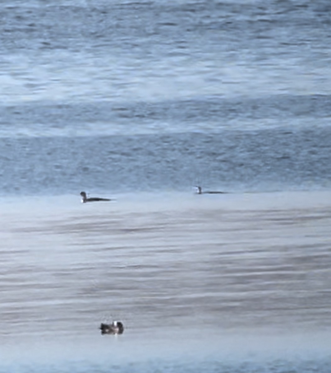 Pacific Loon - ML625955194