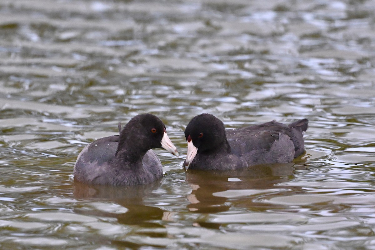 American Coot - ML625955236