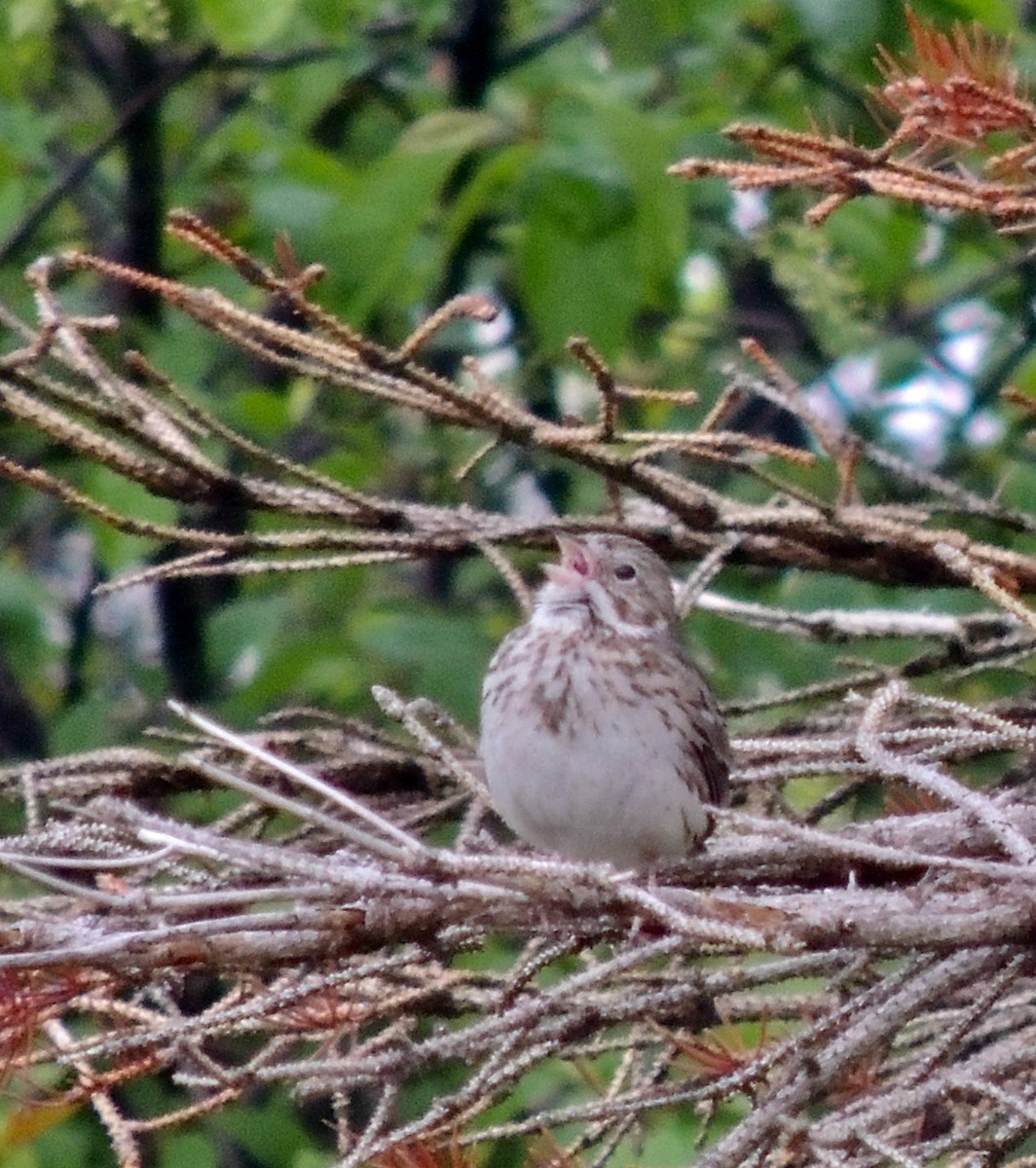 Vesper Sparrow - ML625955294