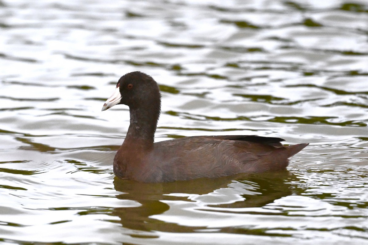 American Coot - ML625955313