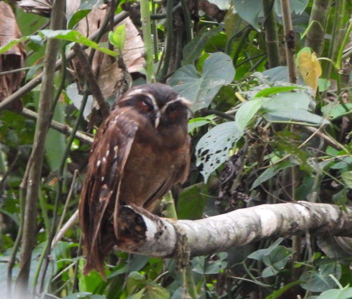 Crested Owl - ML625955347