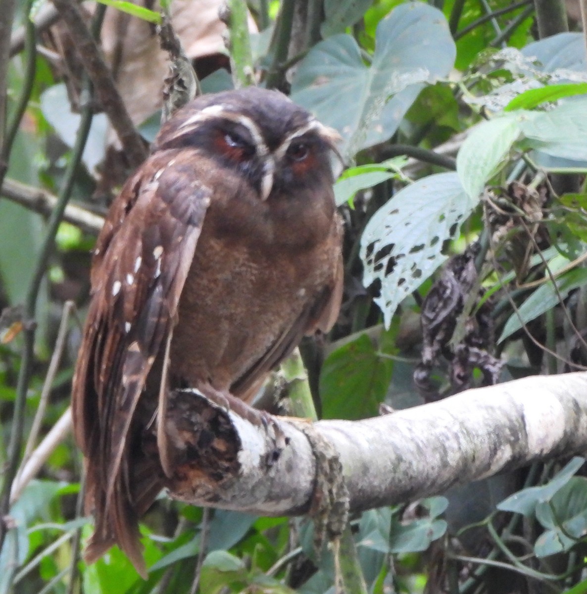 Crested Owl - ML625955351