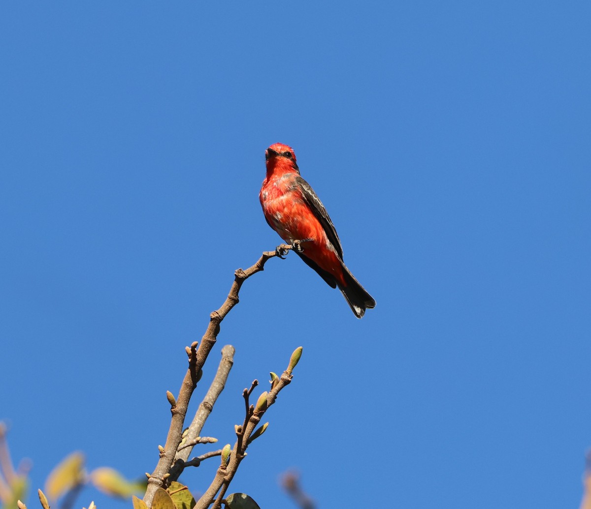 Vermilion Flycatcher (Austral) - ML625955365