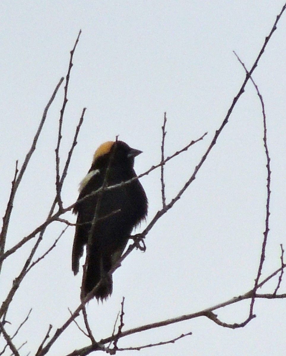 Bobolink - ML625955429