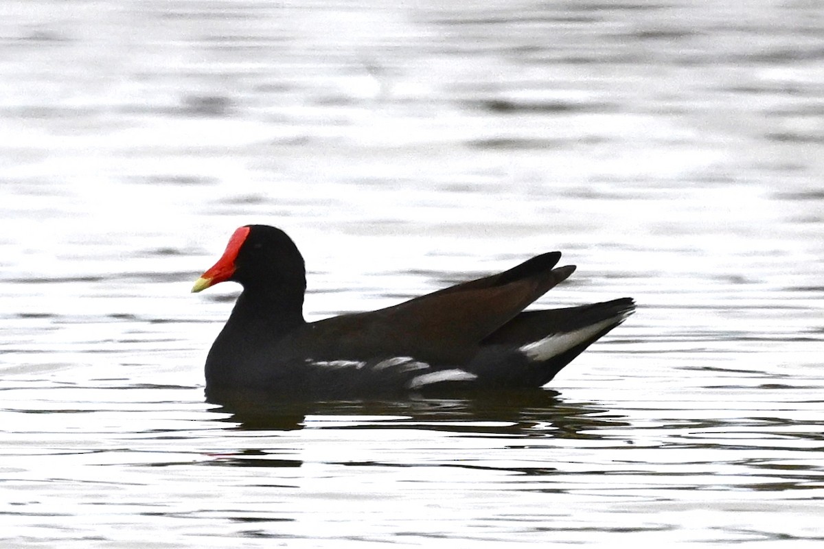 Common Gallinule - ML625955430