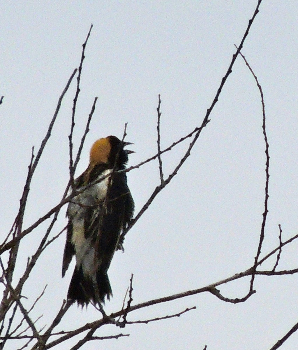 Bobolink - ML625955449