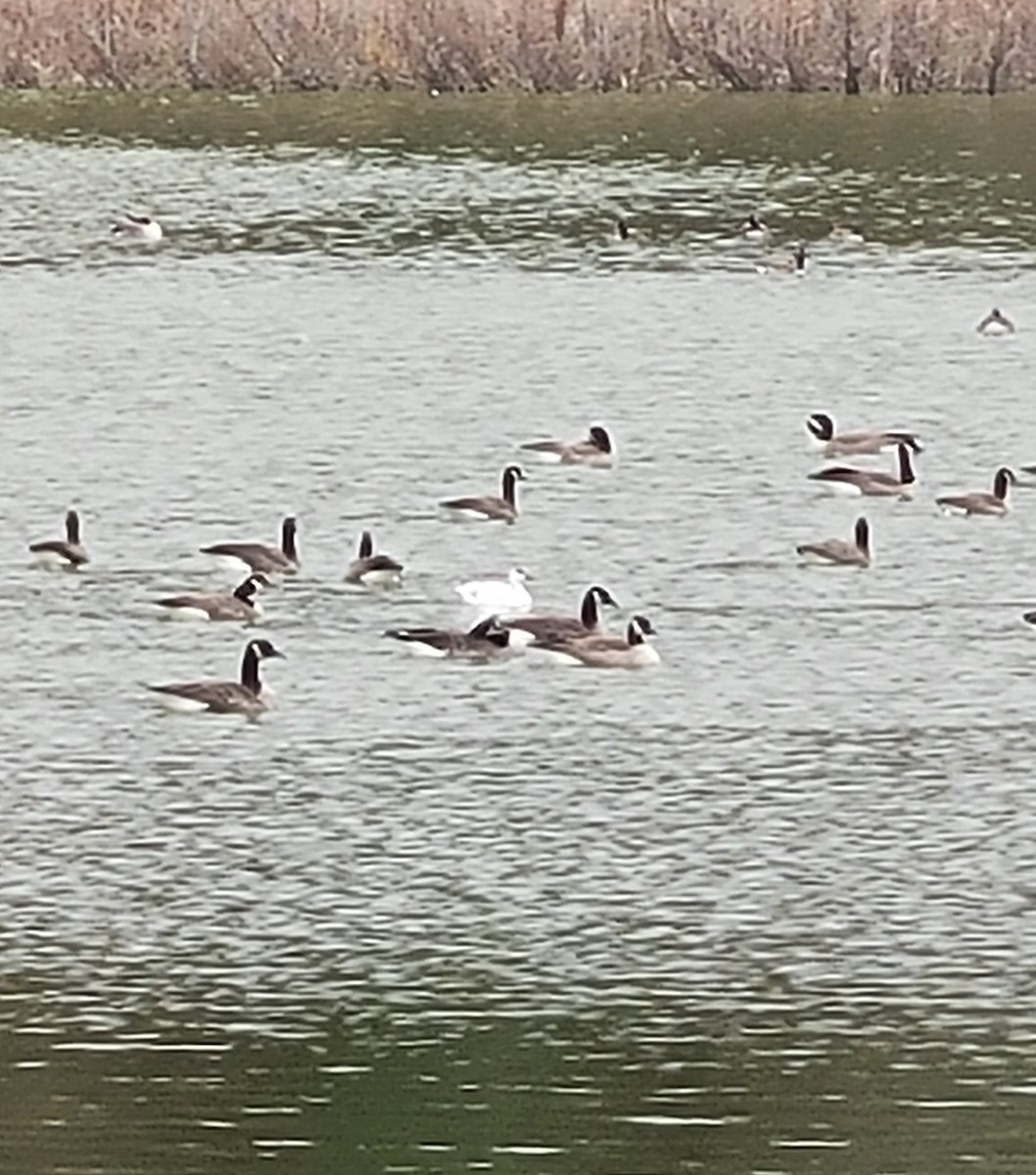 Ross's Goose - ML625955480