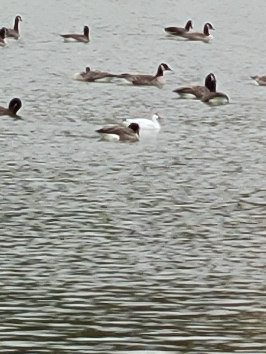 Ross's Goose - ML625955481