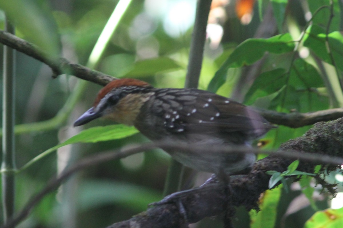 Rufous-crowned Antpitta - Jurgen Beckers
