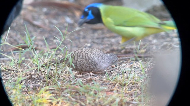 Inca Dove - ML625955620