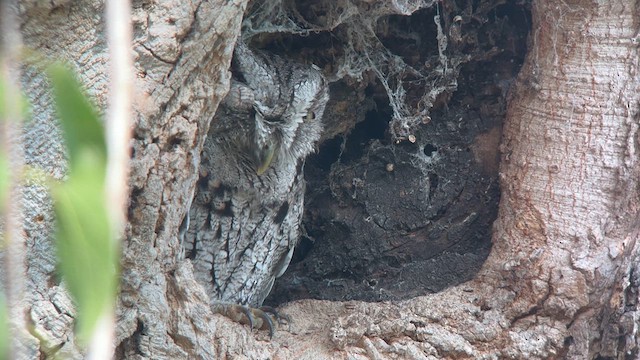 Eastern Screech-Owl (McCall's) - ML625955680