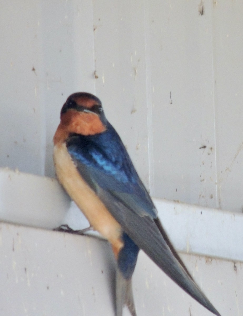 Barn Swallow - ML625955727