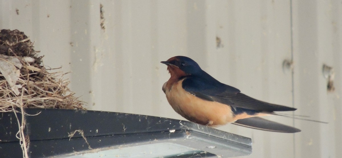 Barn Swallow - ML625955728