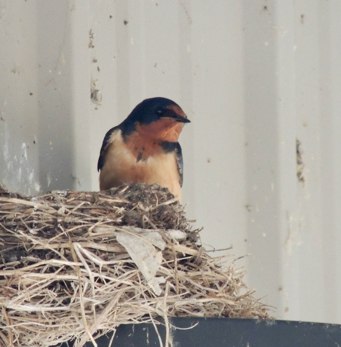 Barn Swallow - ML625955729