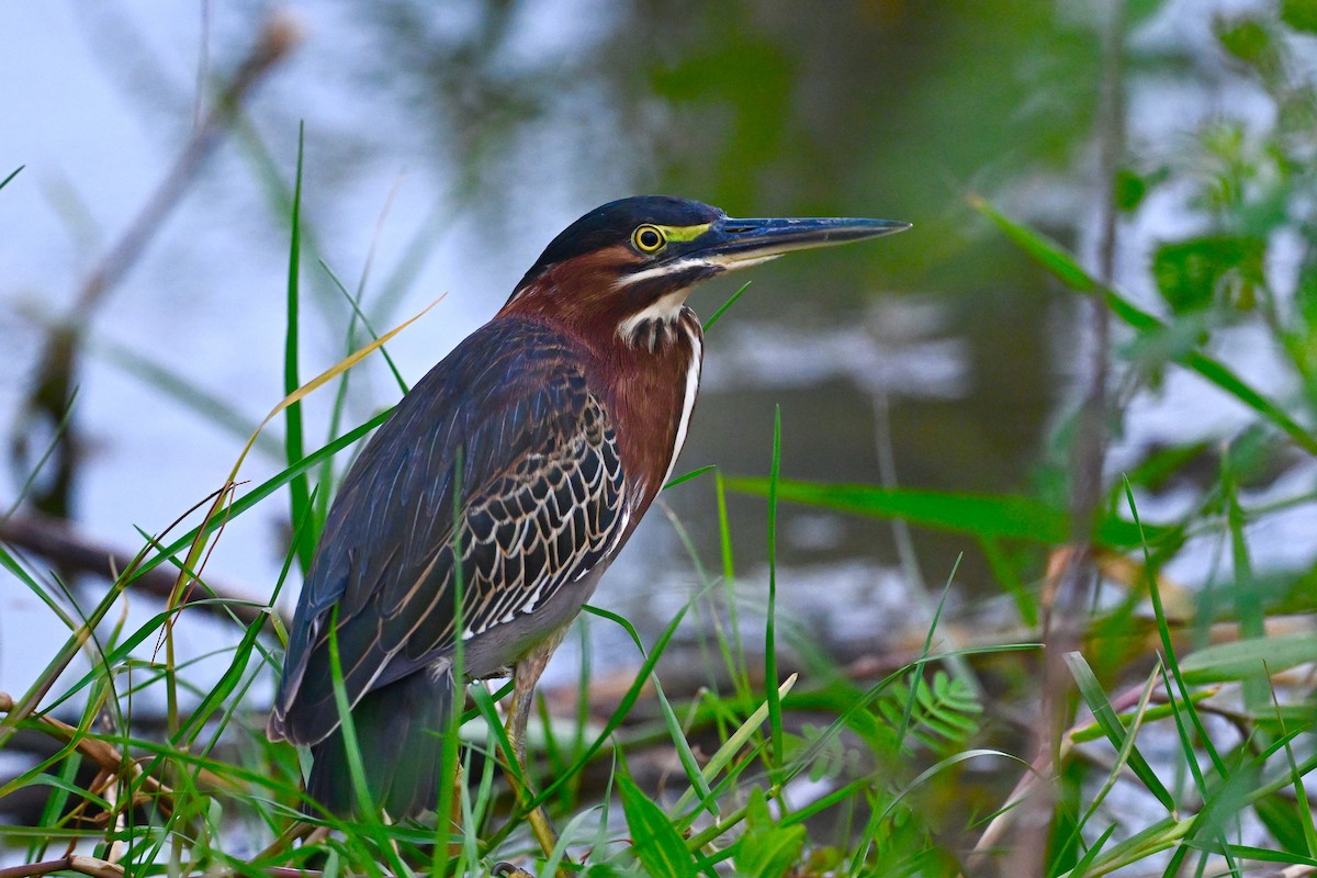 Green Heron - ML625955803