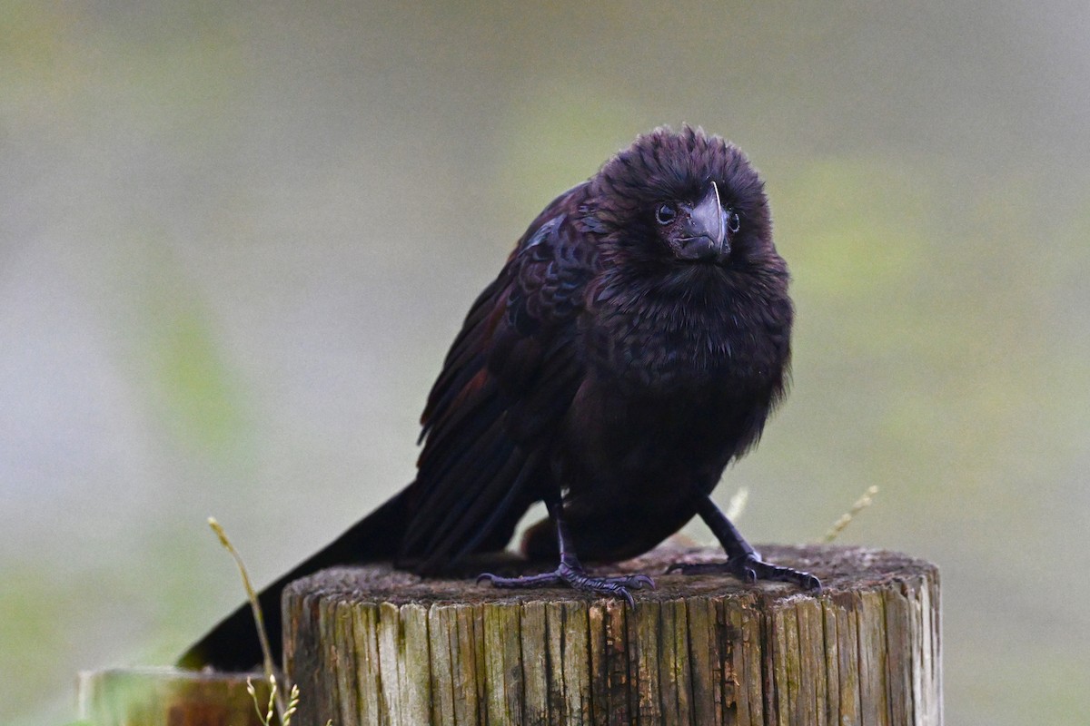 Smooth-billed Ani - ML625955816