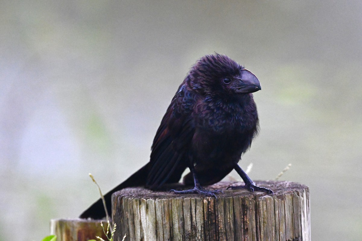 Smooth-billed Ani - ML625955817