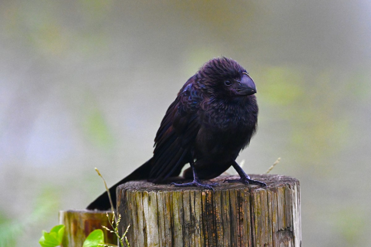 Smooth-billed Ani - ML625955818