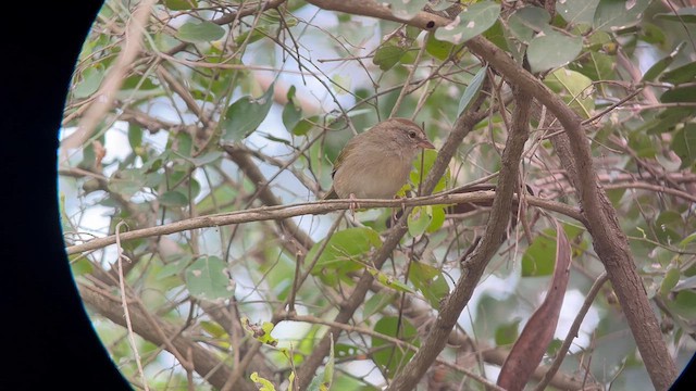 Olive Sparrow - ML625955847