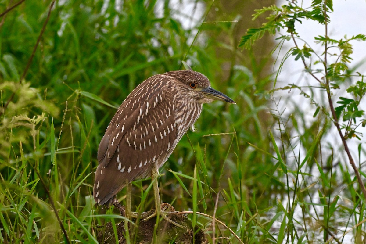 Ногоовор зашин - ML625956040