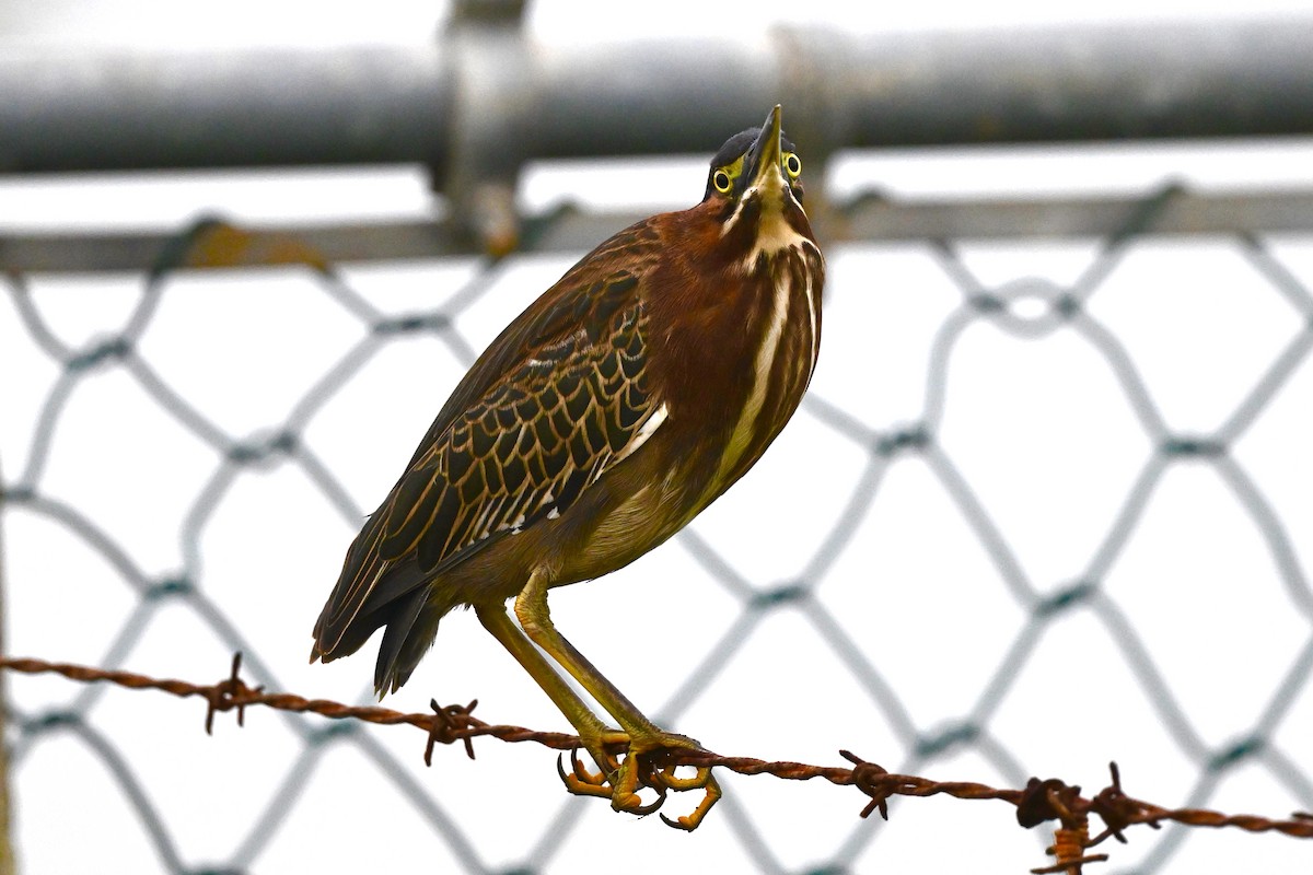 Green Heron - ML625956121