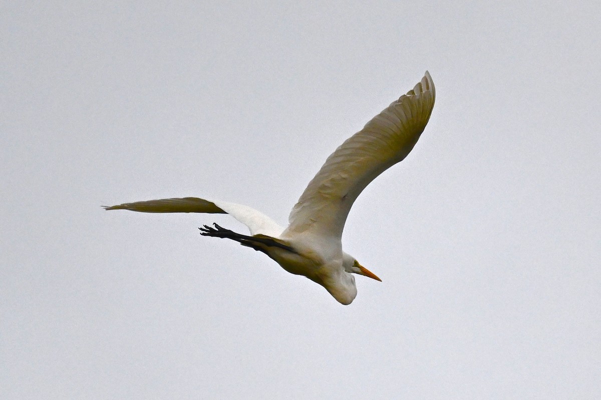 Цасч дэглий - ML625956228