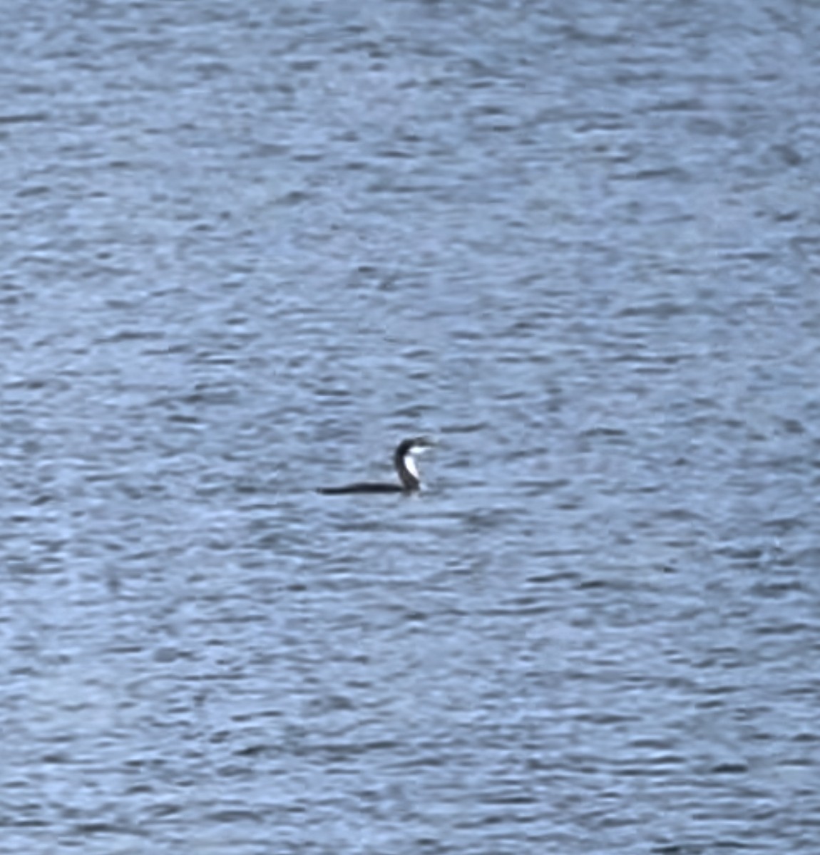 Pacific Loon - ML625956239