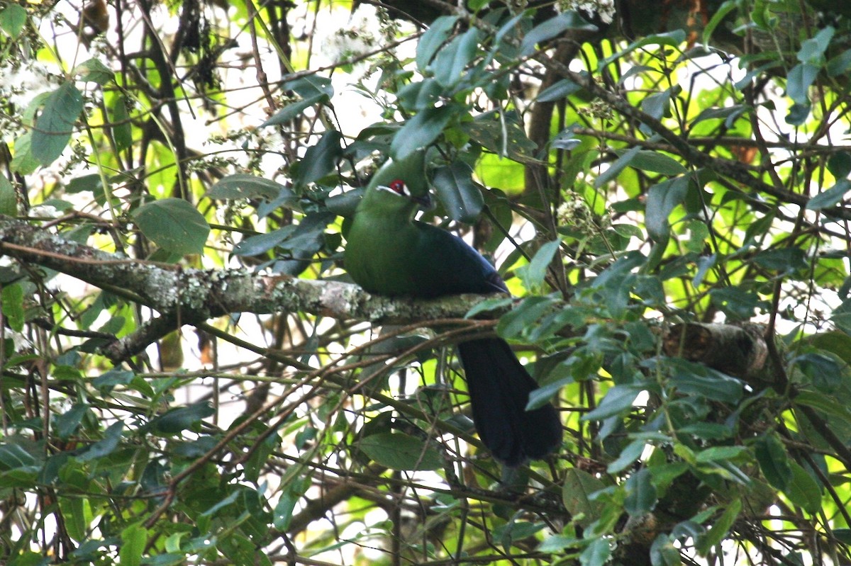 Black-billed Turaco - ML625956553