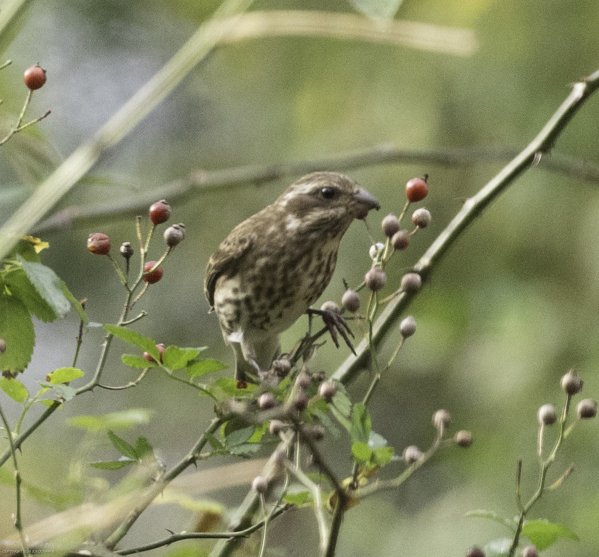 Purple Finch - ML625956835