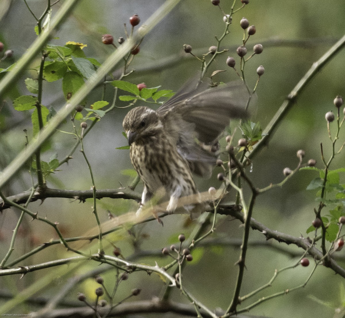 Purple Finch - ML625956836