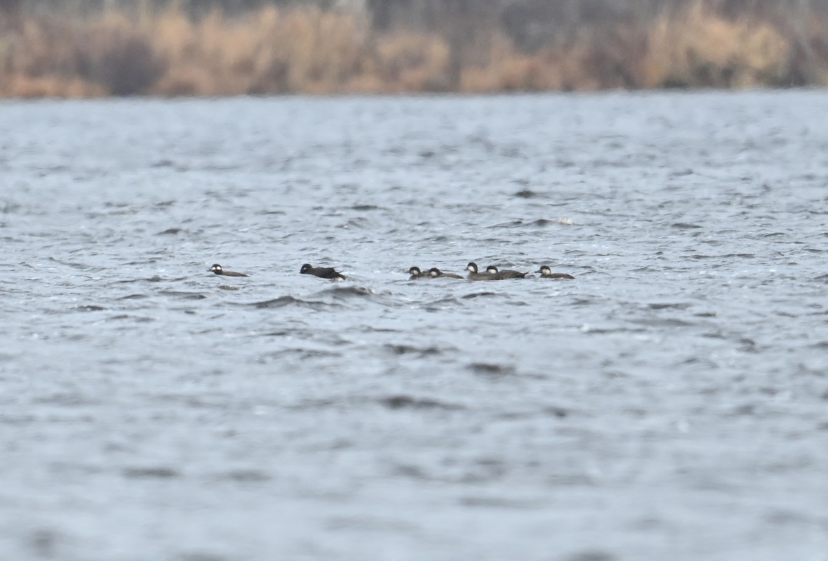 Black Scoter - ML625956850