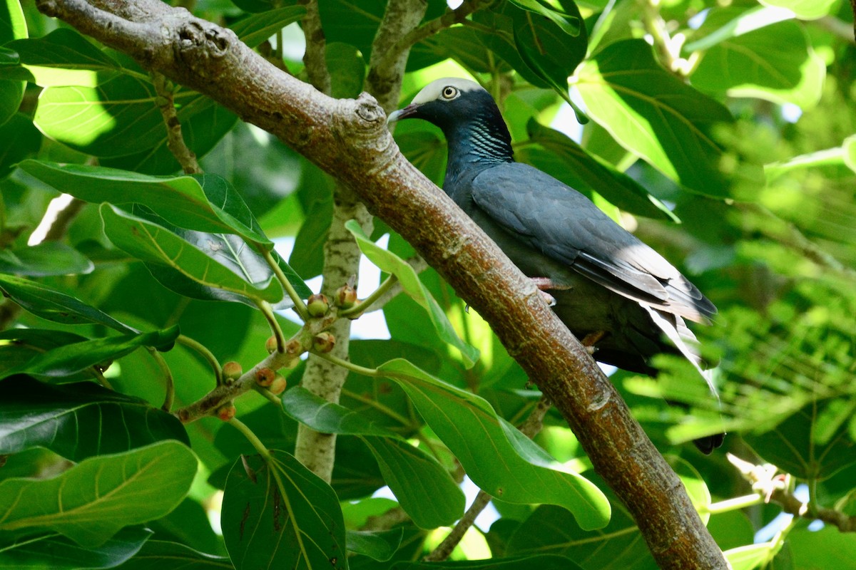 White-crowned Pigeon - ML625956879