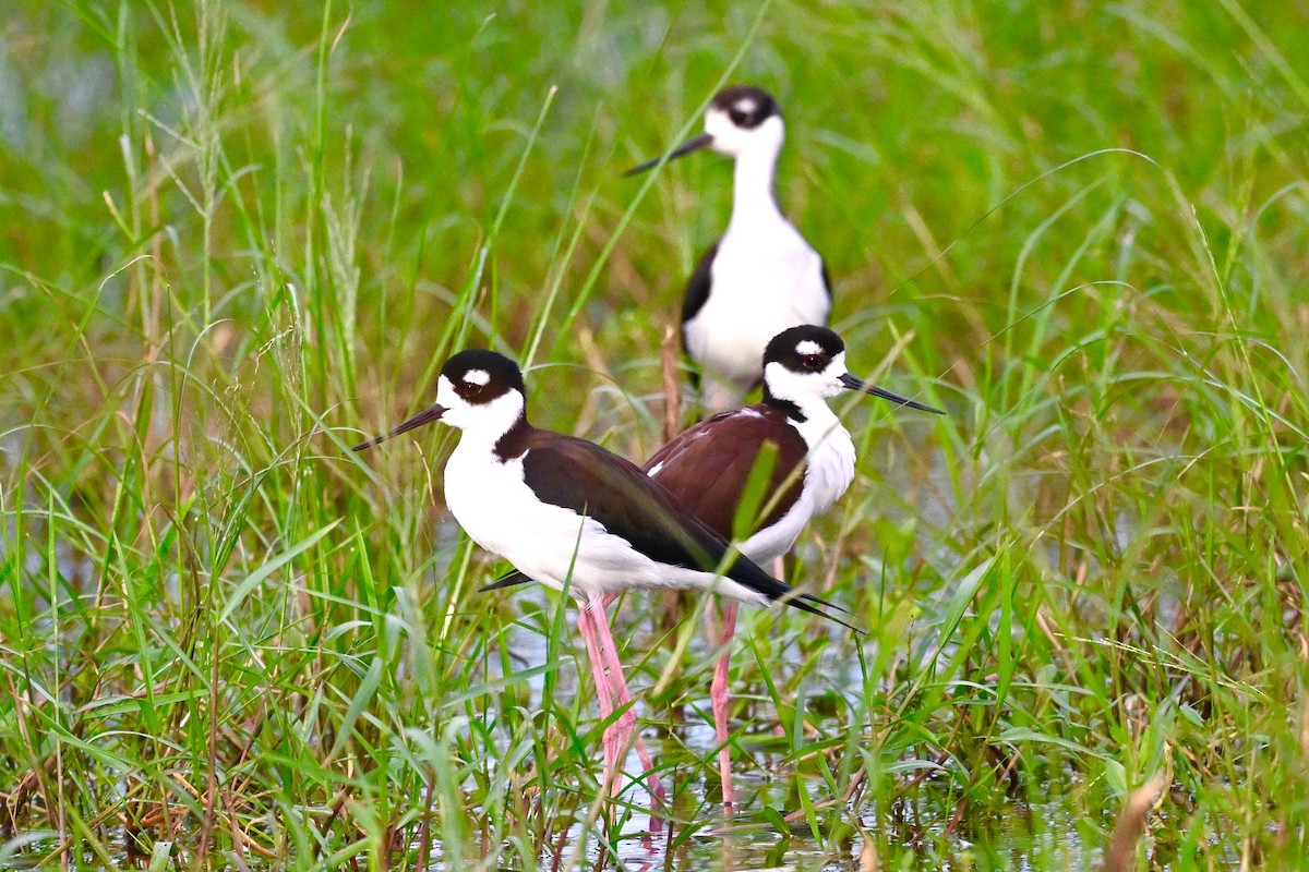 Black-necked Stilt - ML625956888