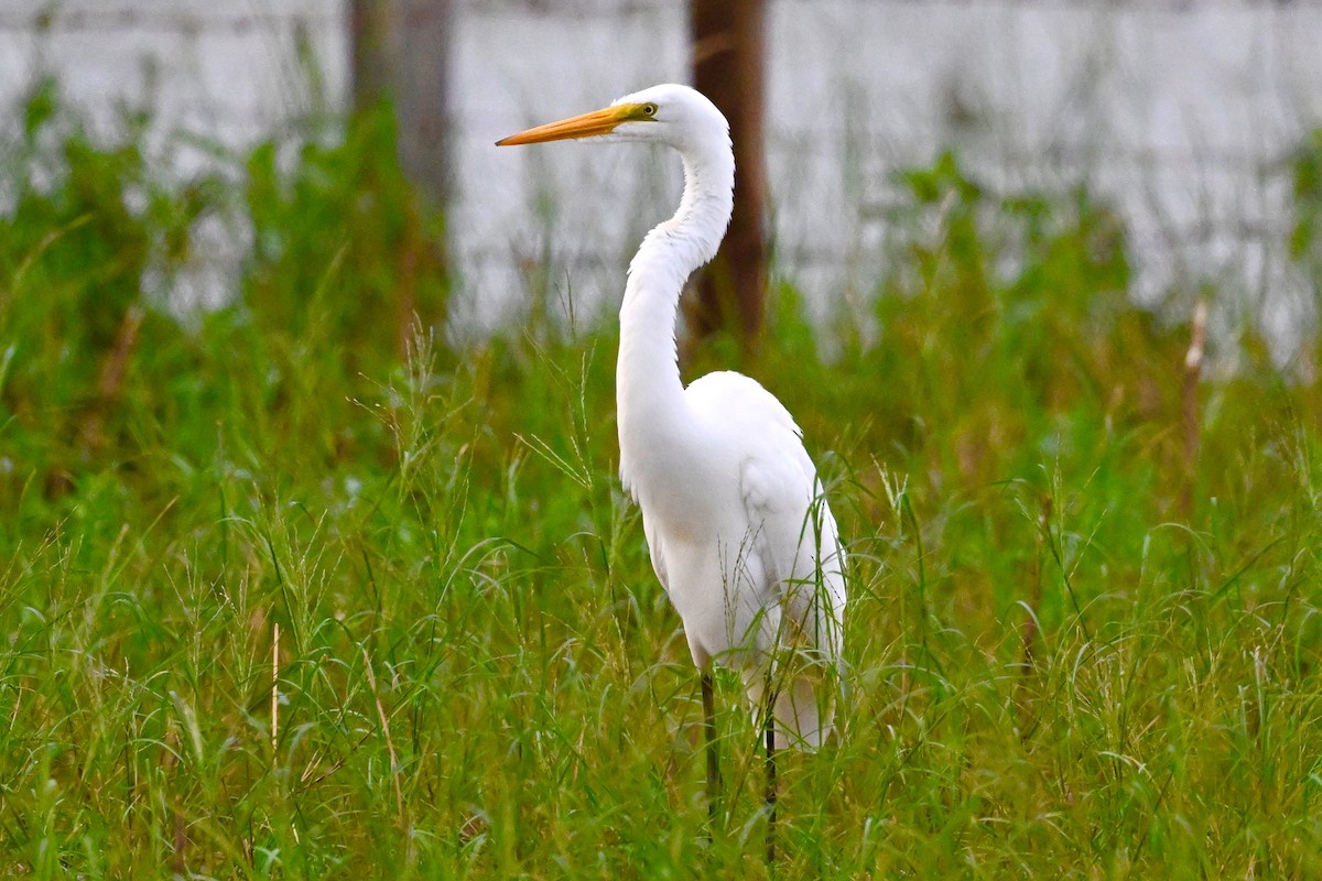 Цасч дэглий - ML625956895
