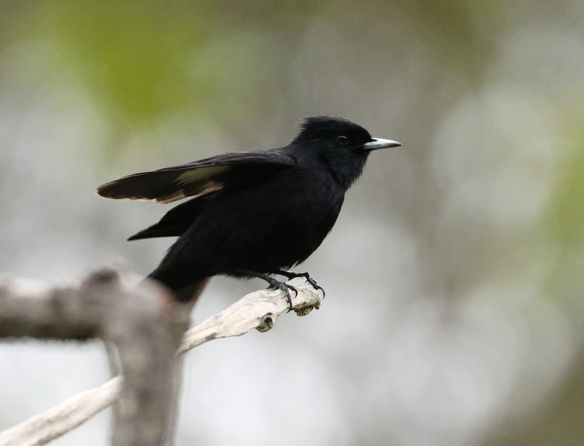 Velvety Black-Tyrant - ML625957110